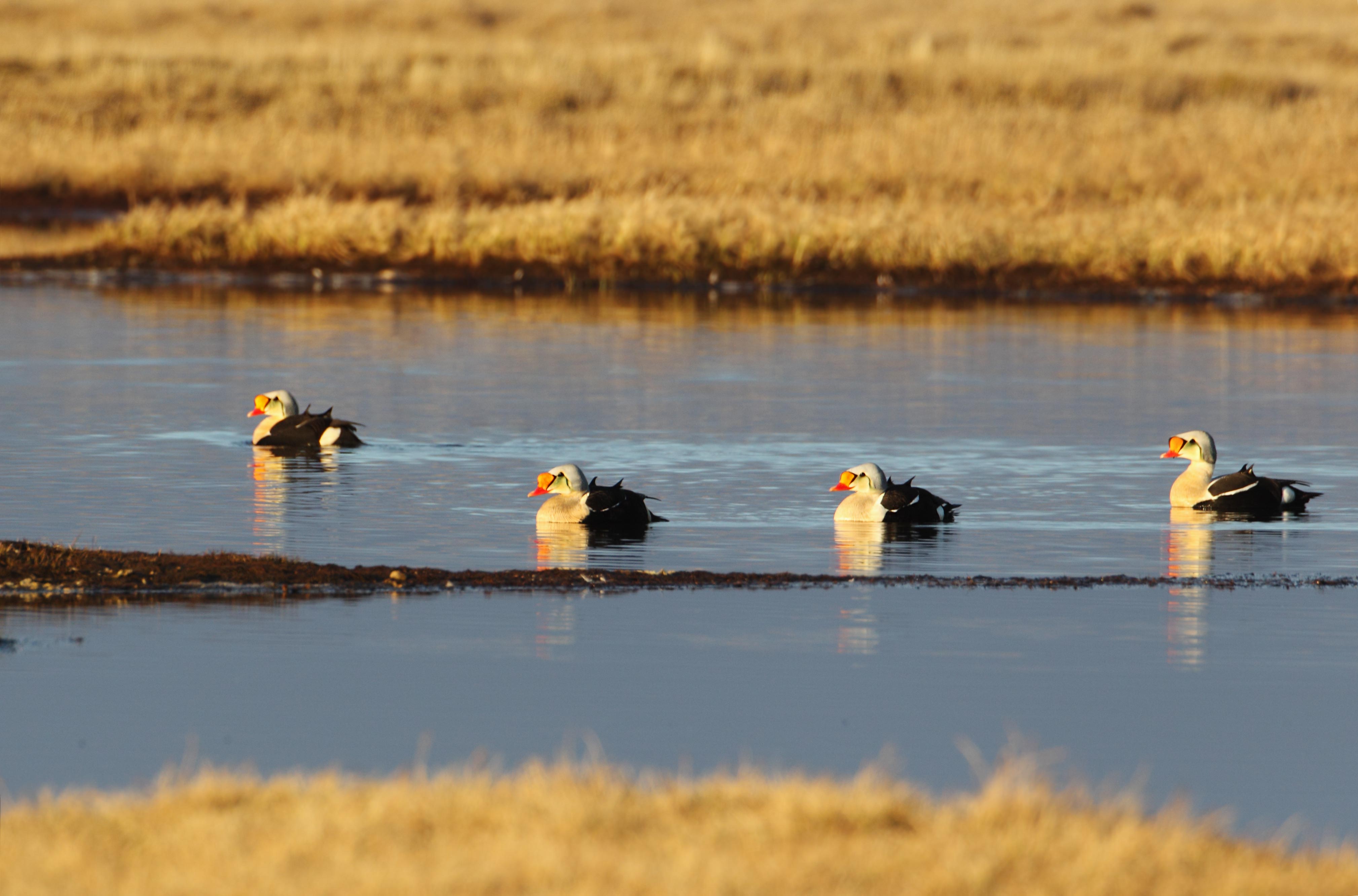 King-Eider-stag-party-7-4-w.jpg