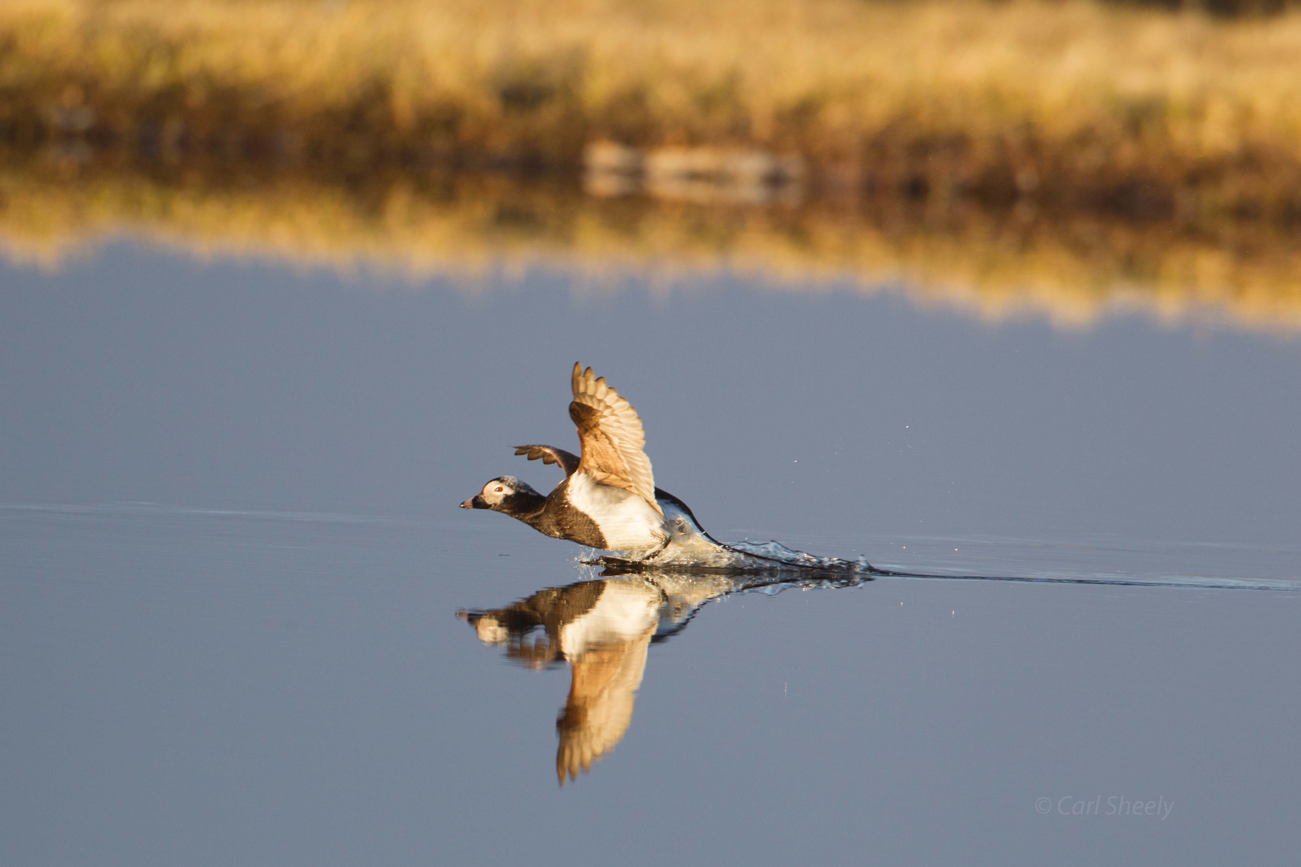 Long-tailed-Duckl-landing-1-7-7-w.jpg