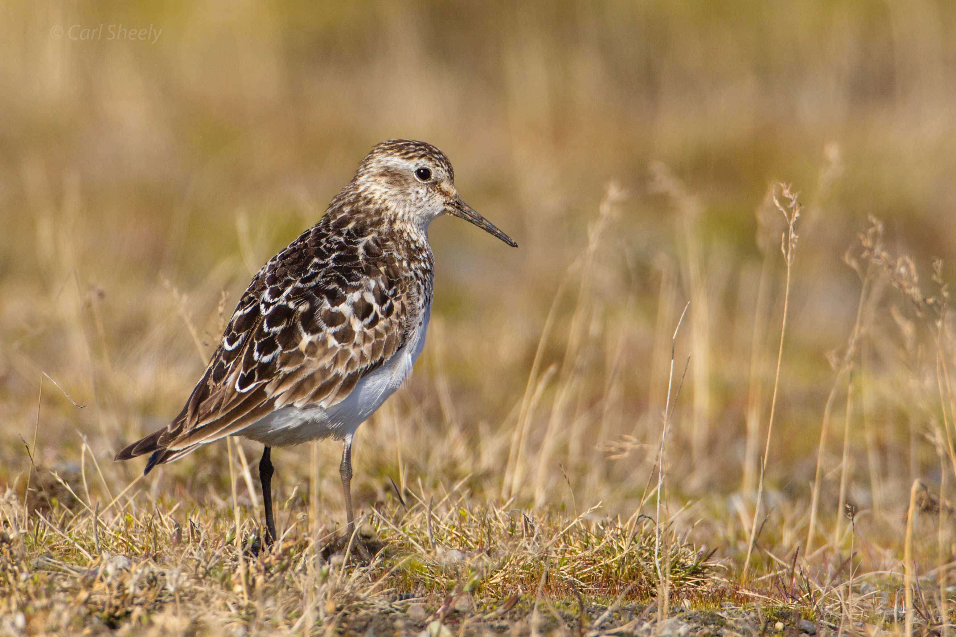 Bairds Sandpiper