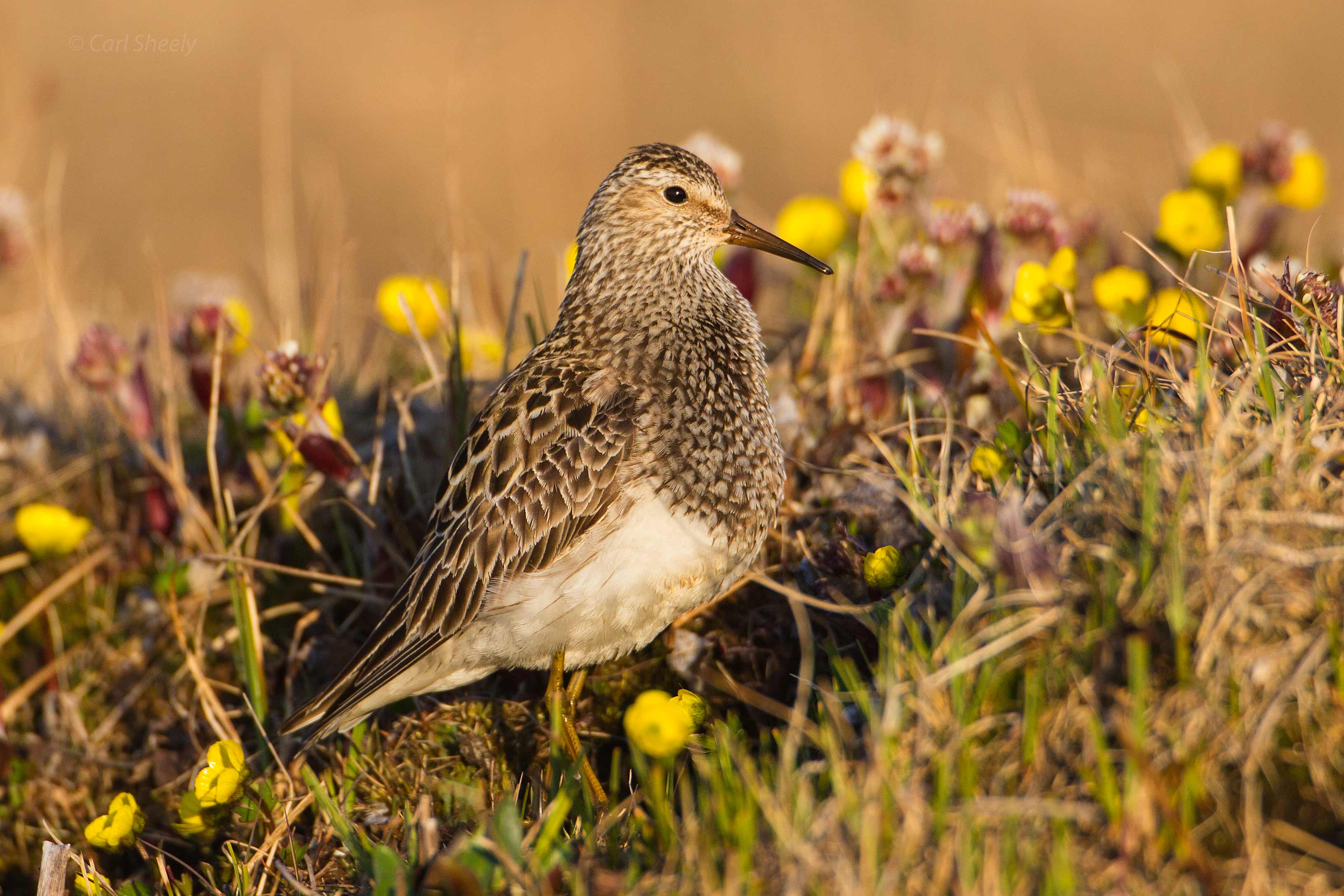 Pectoral-Sandpiper7-11-w.jpg