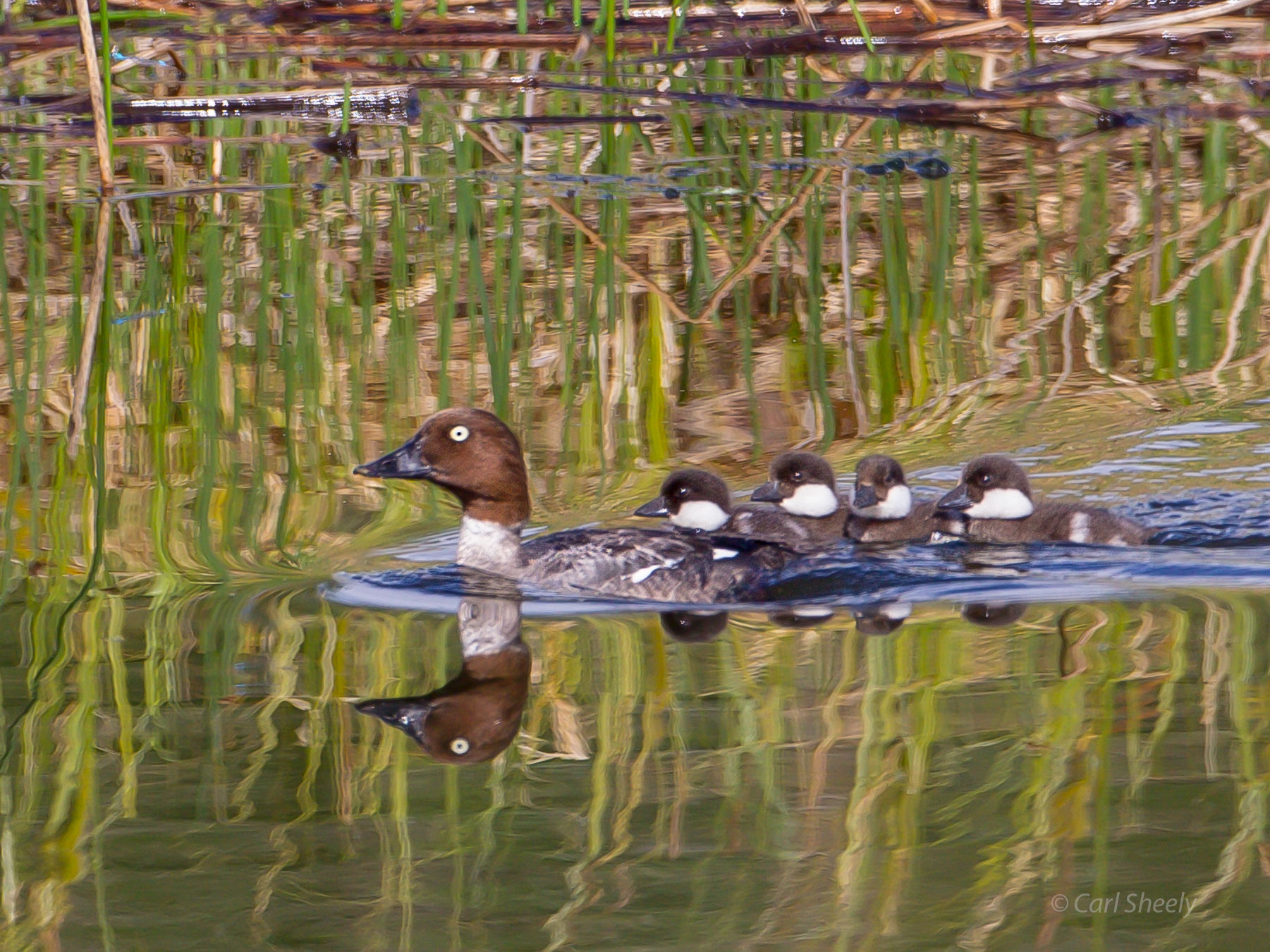 Common-Goldeneye--chicks.jpg