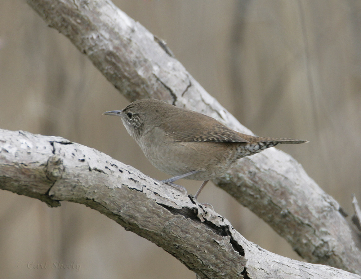 House Wren_1.jpg