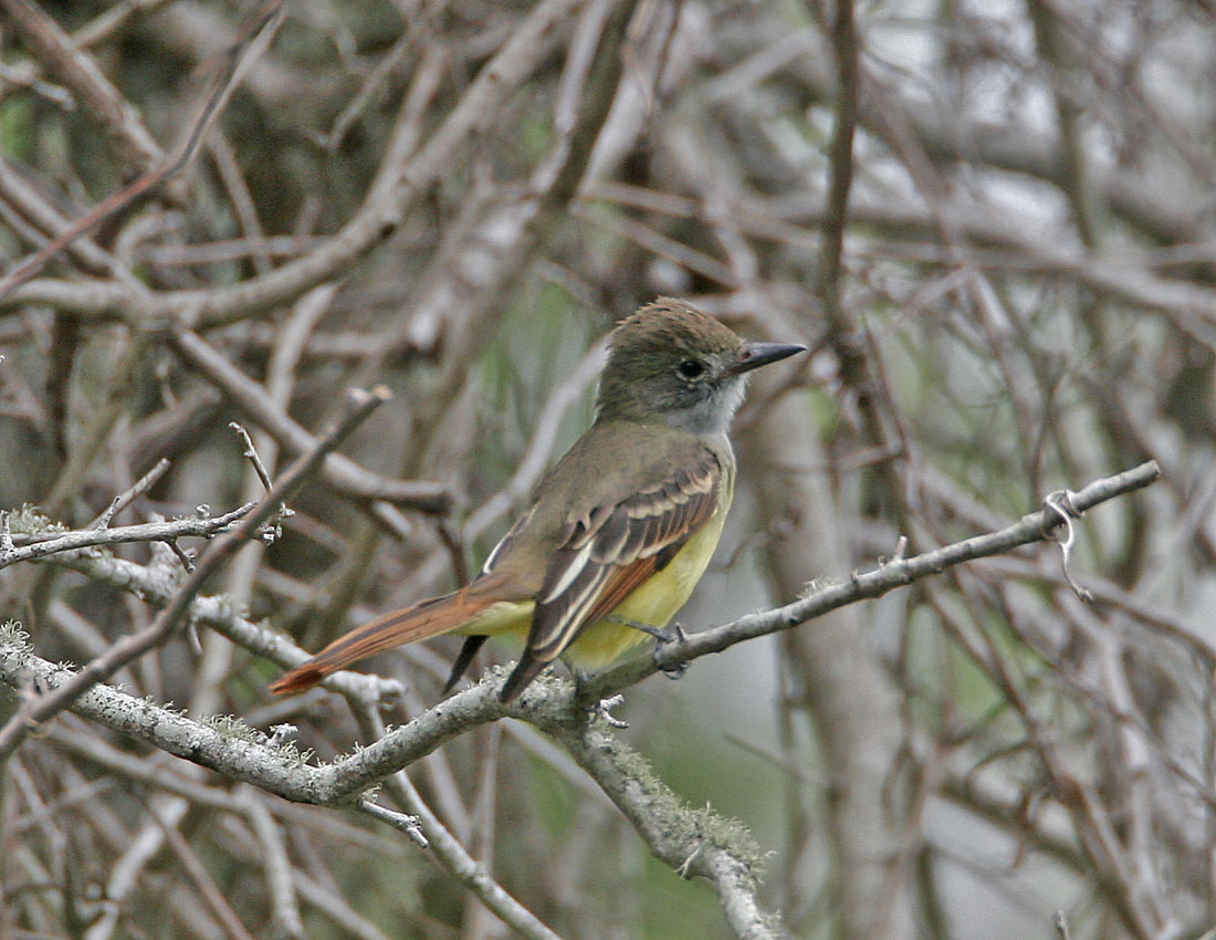 Great Crested Flycatcher-4.jpg