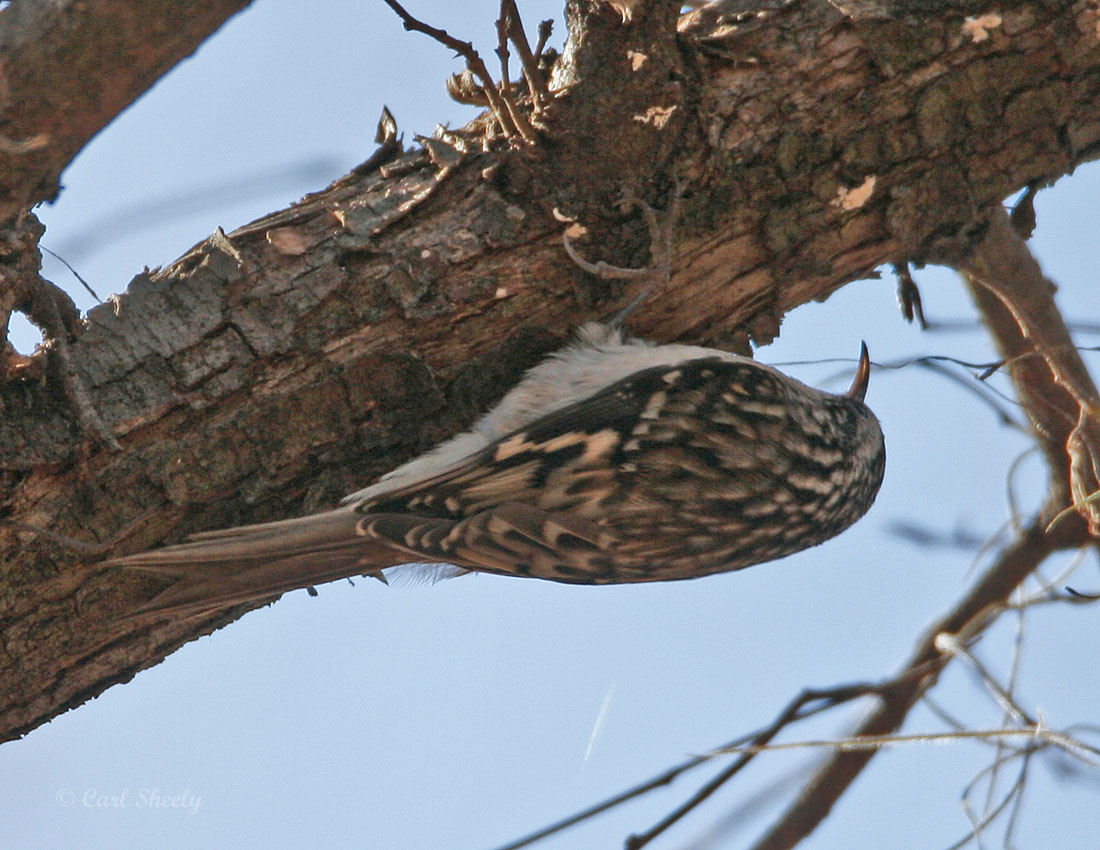 Brown Creeper-4.jpg