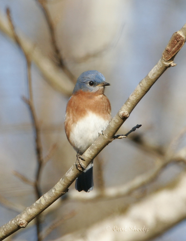 Eastern Bluebird_1.jpg