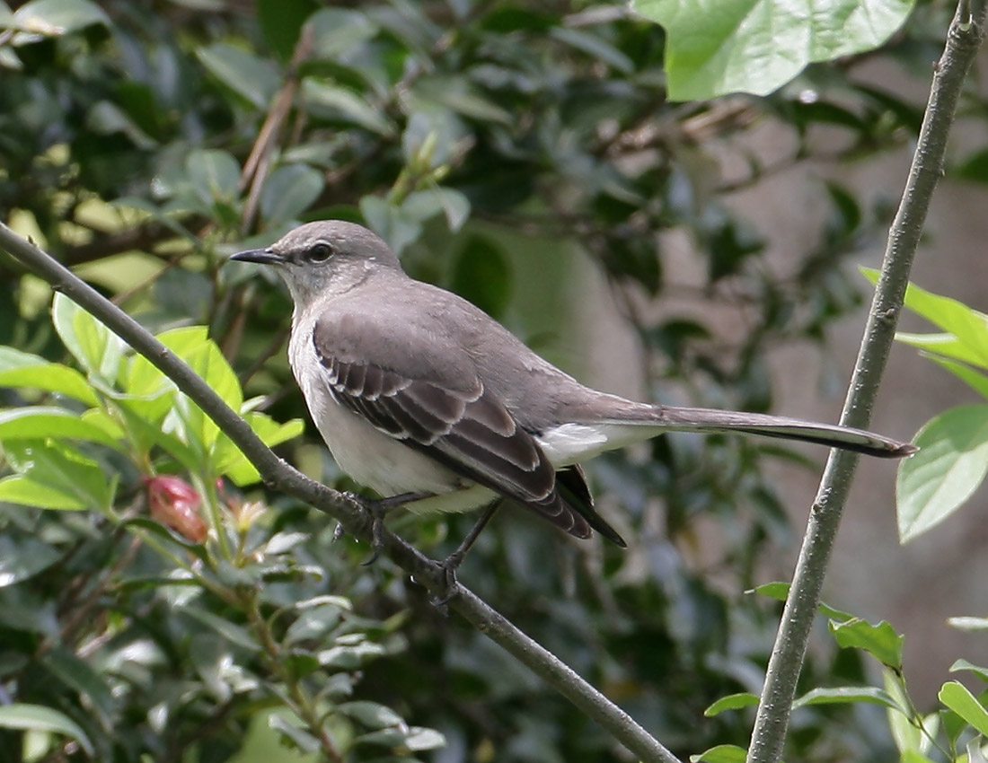 Mockingbird_7.jpg