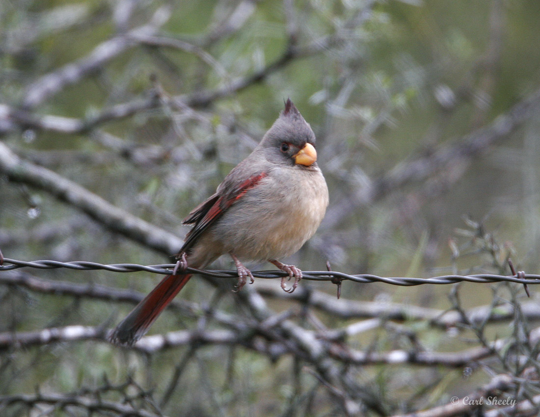 Pyrrhuloxia-7.jpg