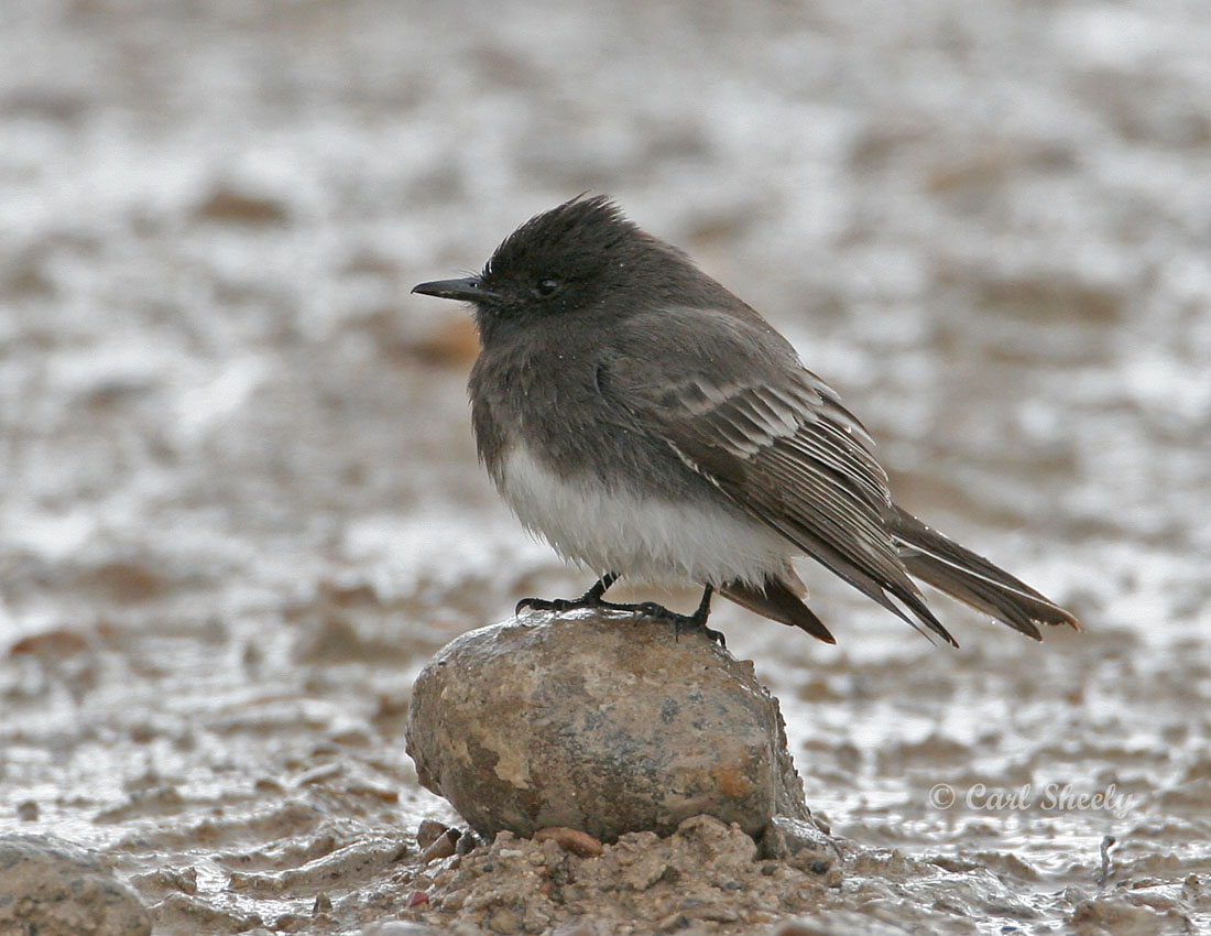 Black Phoebe-4.jpg