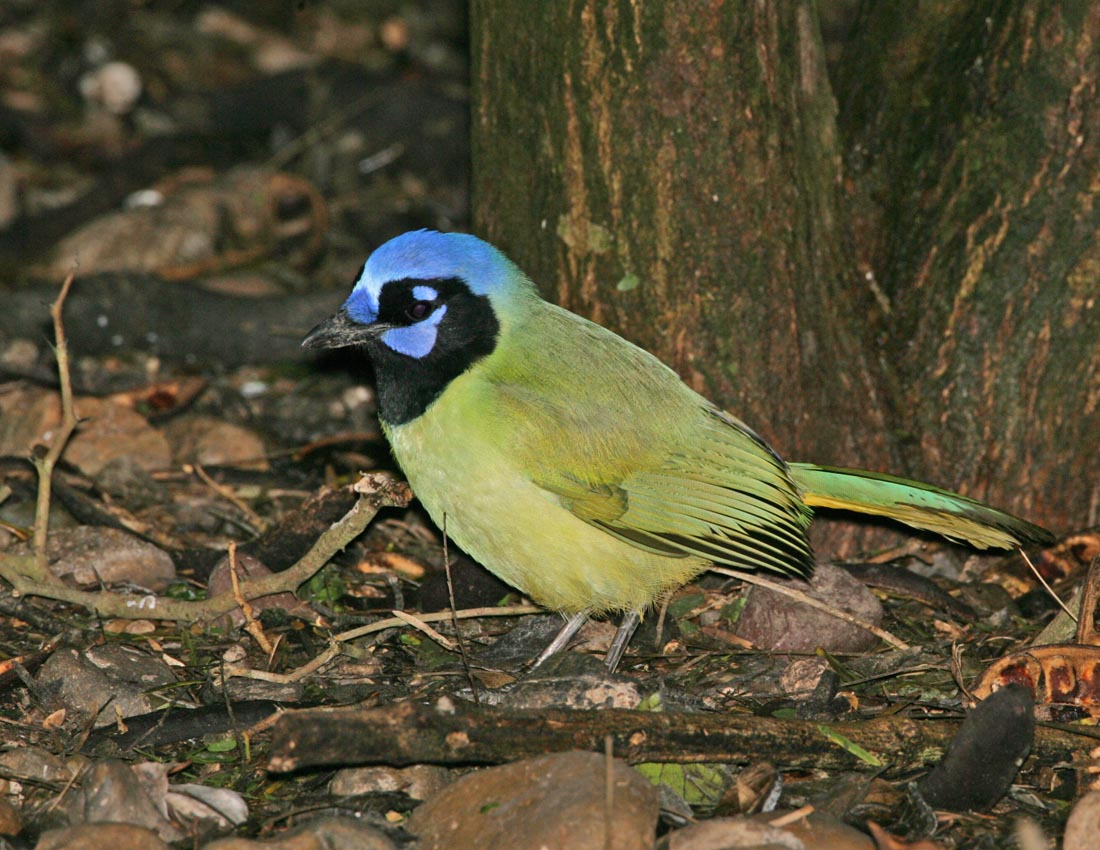 Green Jay_4.jpg