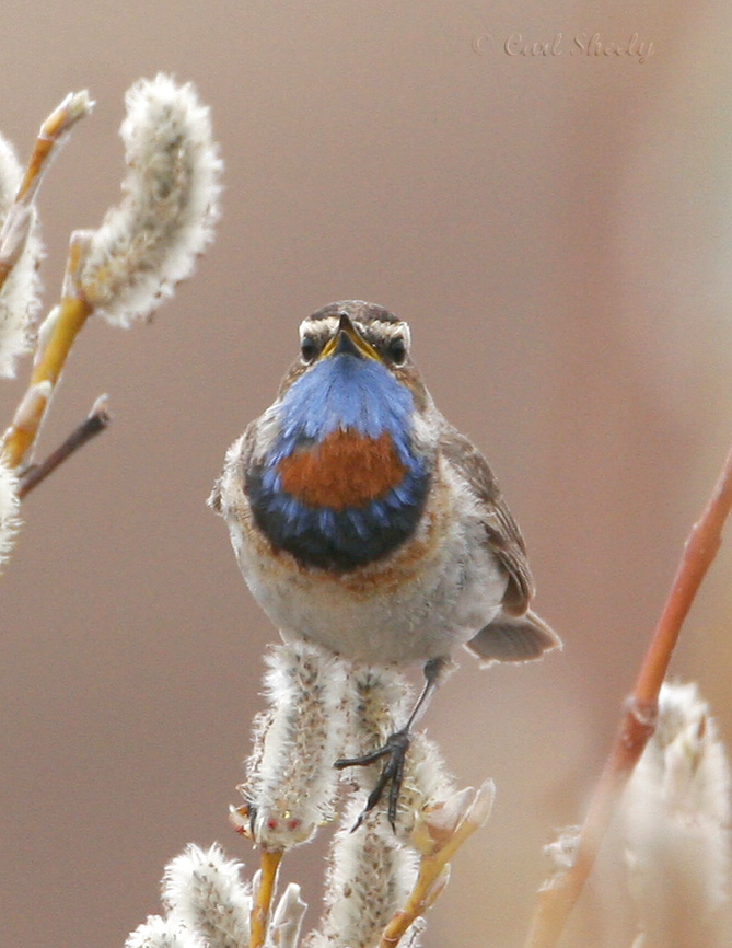 Bluethroat-5.jpg