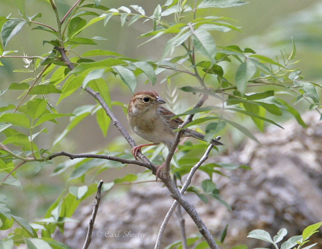Bachmans Sparrow-5.jpg