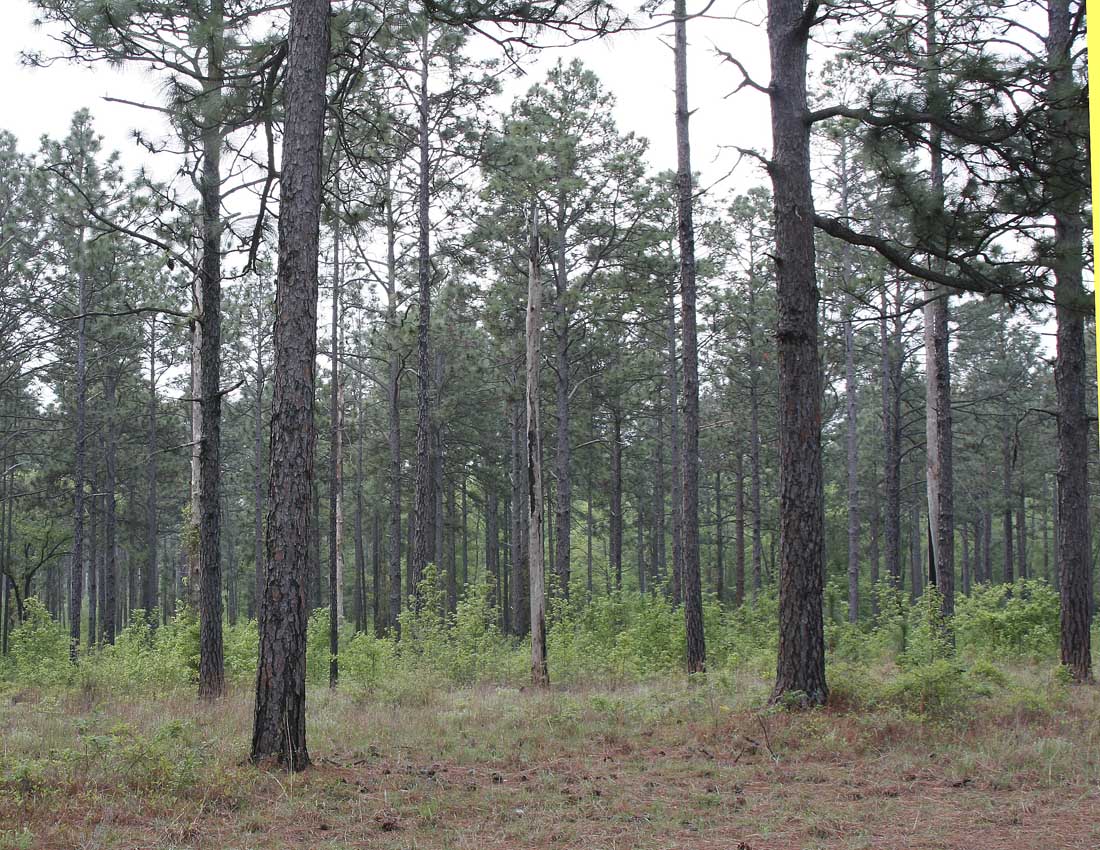 Bachmans Sparrow Habitat.jpg