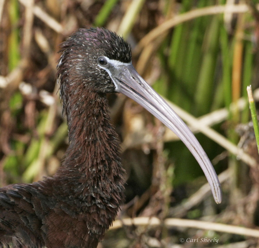 Glossy Ibis-4.jpg