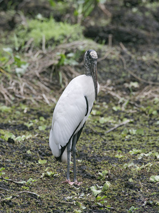 Wood Stork-9.jpg