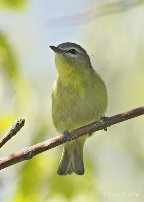 Philadelphia Vireo-2.jpg