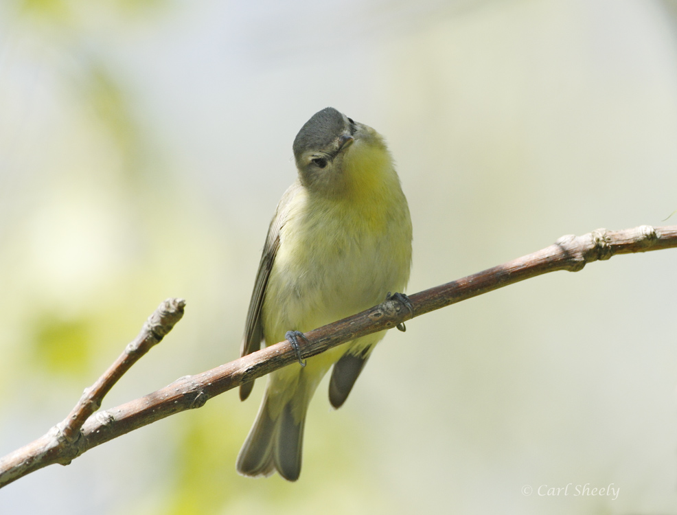 Philadelphia Vireo-3.jpg