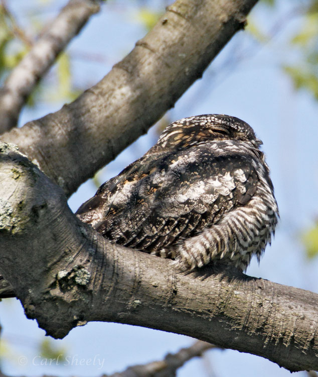 Common Nighthawk_2.jpg