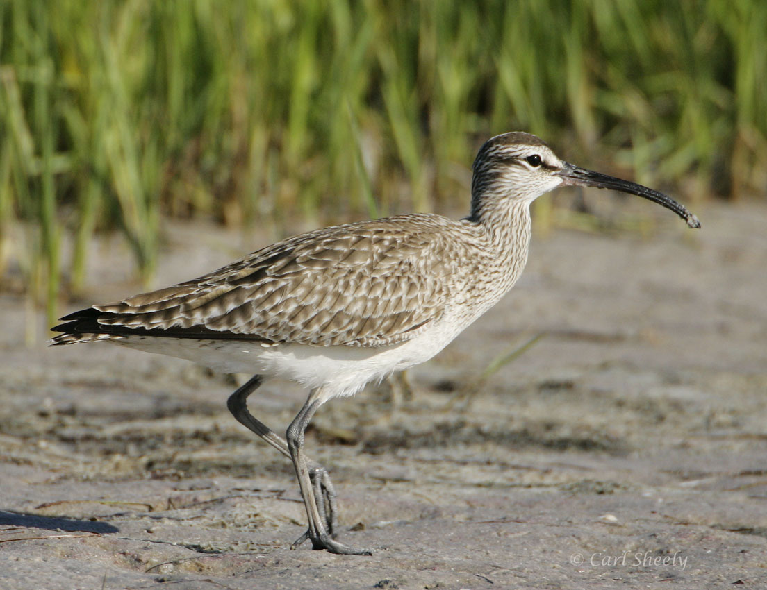 Whimbrel-5.jpg