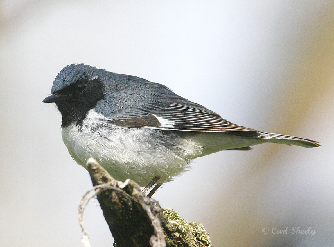 Black-throated Blue Warbler-2.jpg
