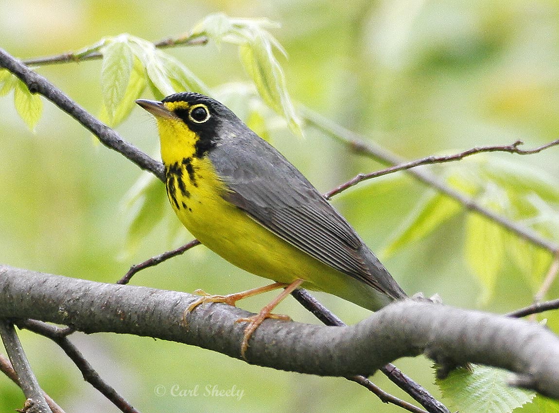 Canada Warbler-1.jpg