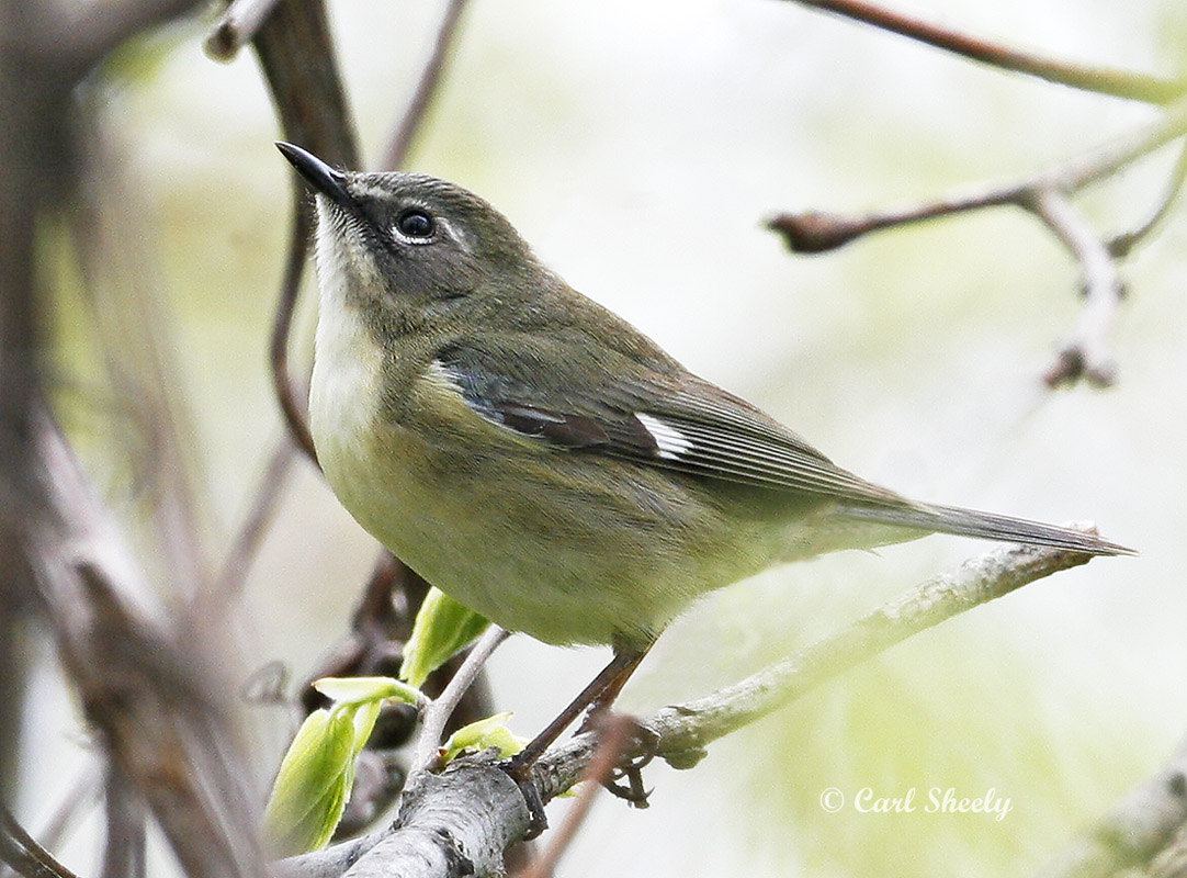 Black-throated Blue Warbler_f.jpg