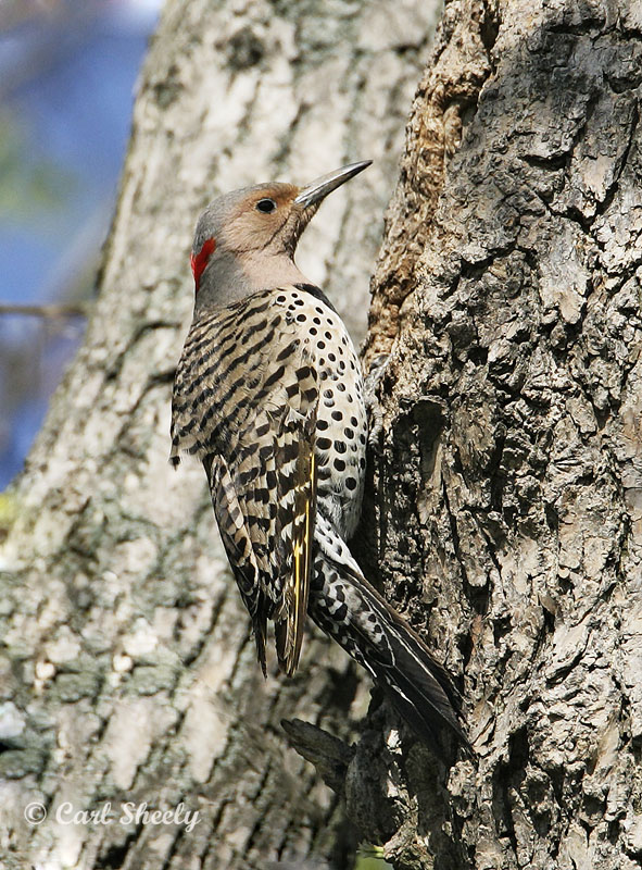 Northern Flicker-.jpg