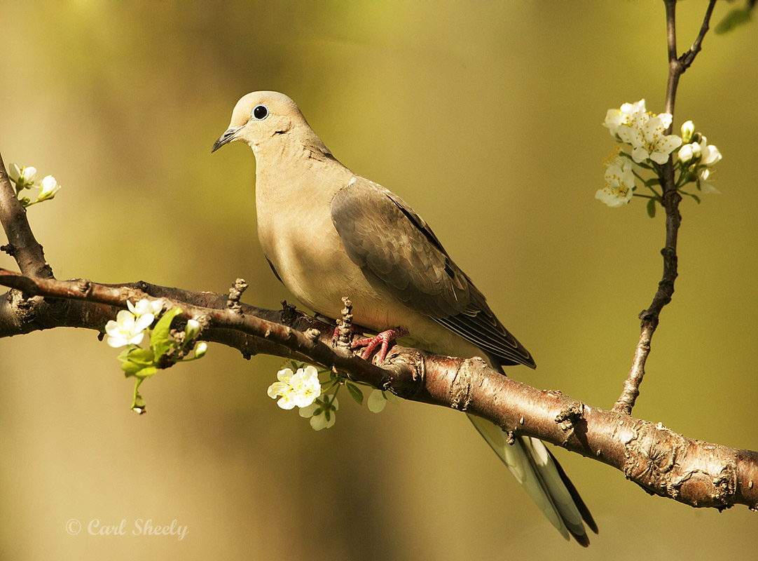 Morning Dove-2.jpg