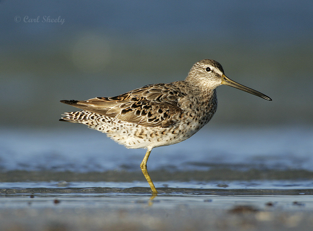 Willet-10.jpg