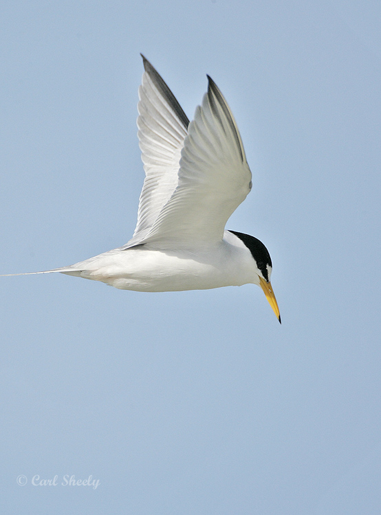 Least Tern-3.jpg