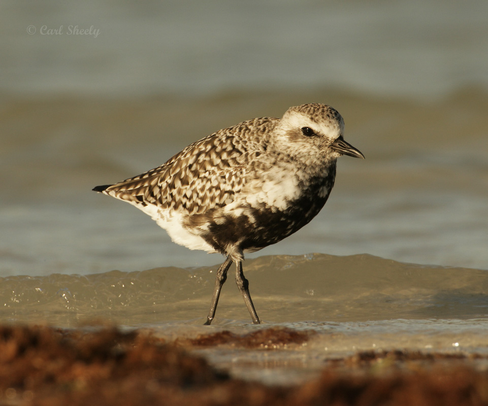 Black-bellied Plover-11.jpg