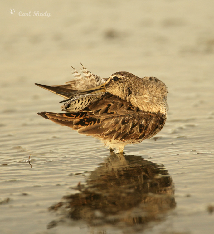 Short-billed Dowitcher-10.jpg