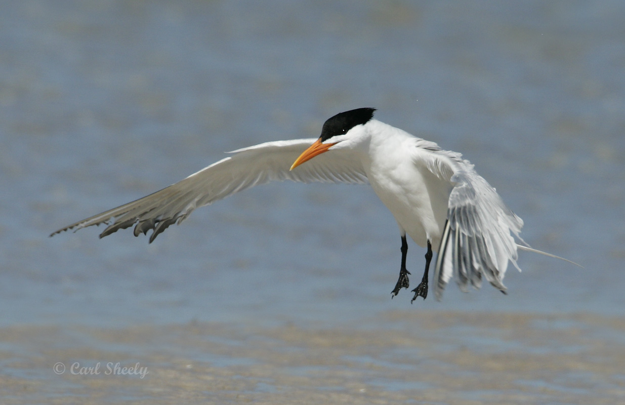 Royal Tern-10.jpg