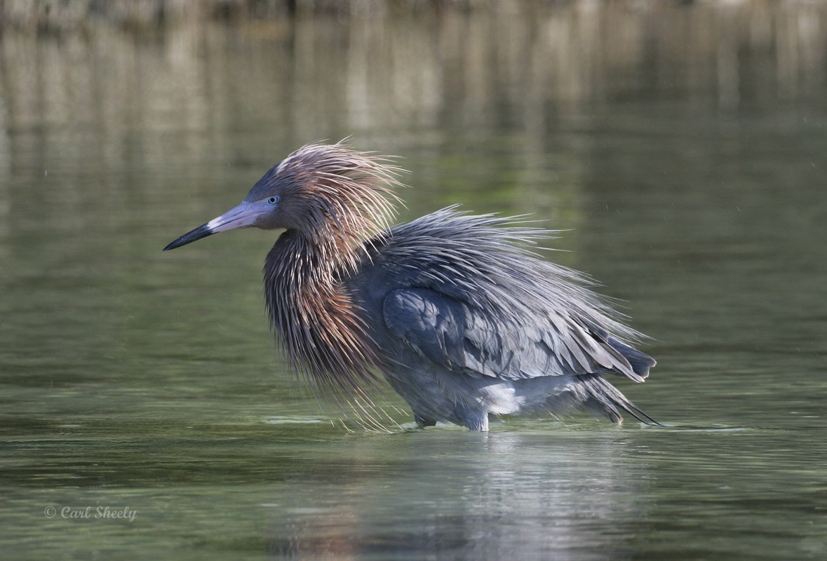 Reddish Egret-9.jpg
