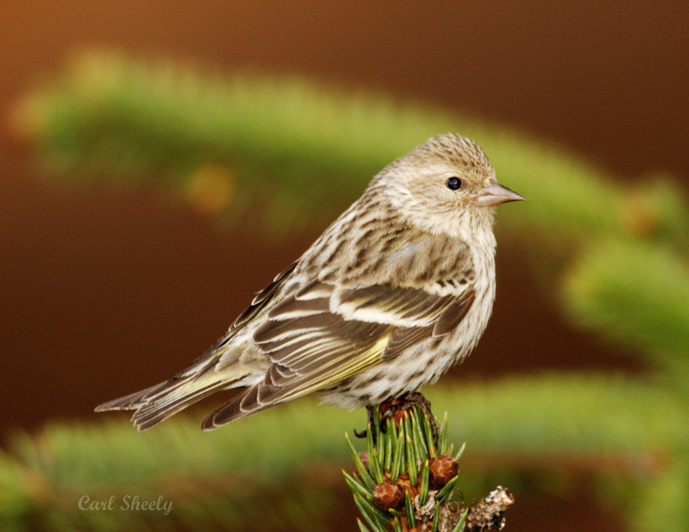 PineSiskin_1.jpg
