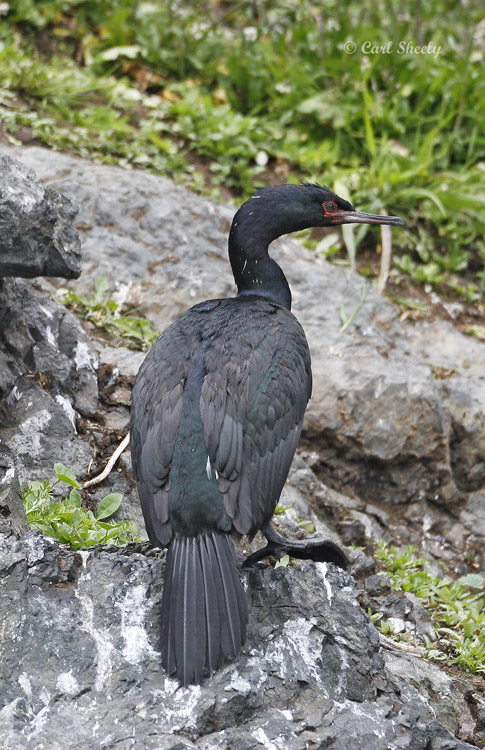 Pelagic Cormorant-6.jpg