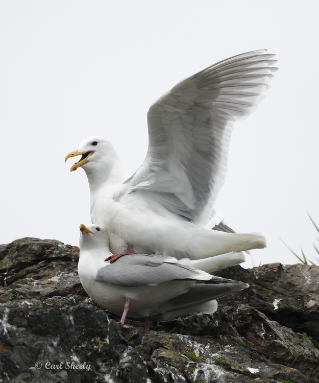 Glaucous-winged Gull-7.jpg