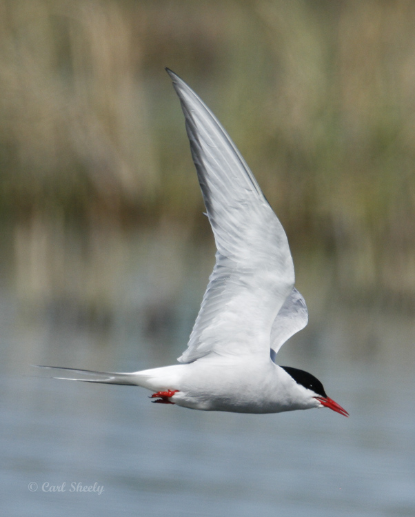 Arctic Tern-7.jpg