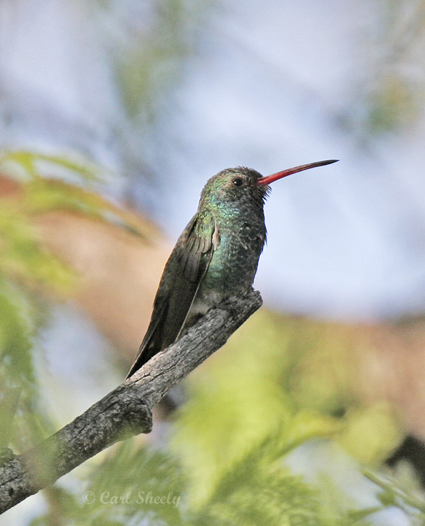 Broad-billed Hummingbird-7.jpg