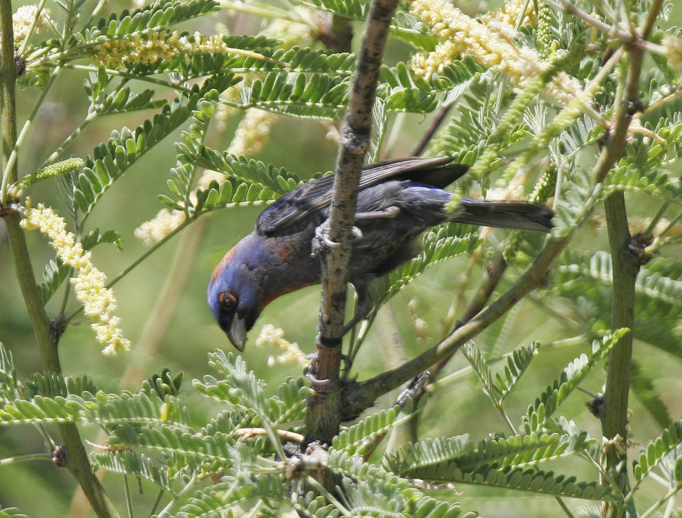 Varied Bunting-7.jpg