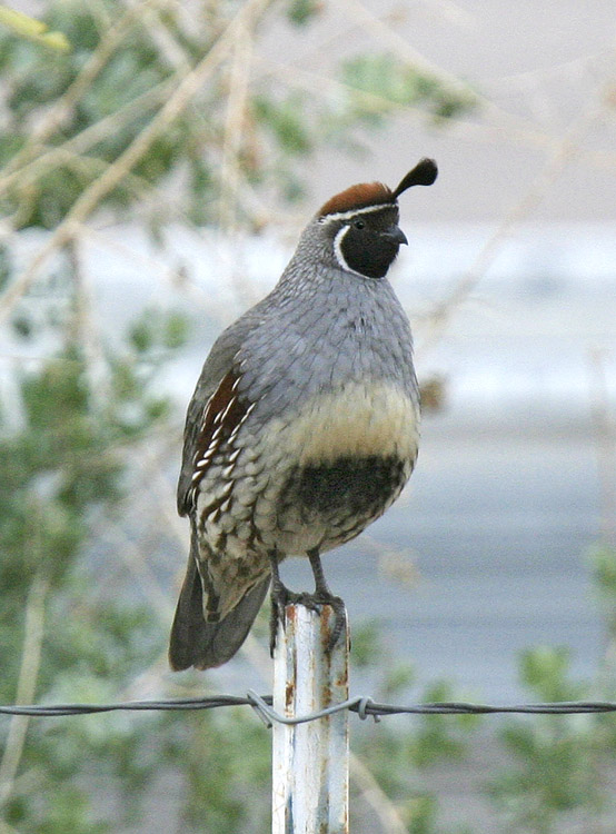 Gambels Quail-7.jpg