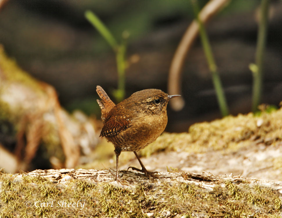 Winter  Wren-2