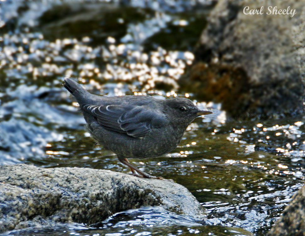 _MG_2348Dipper.jpg