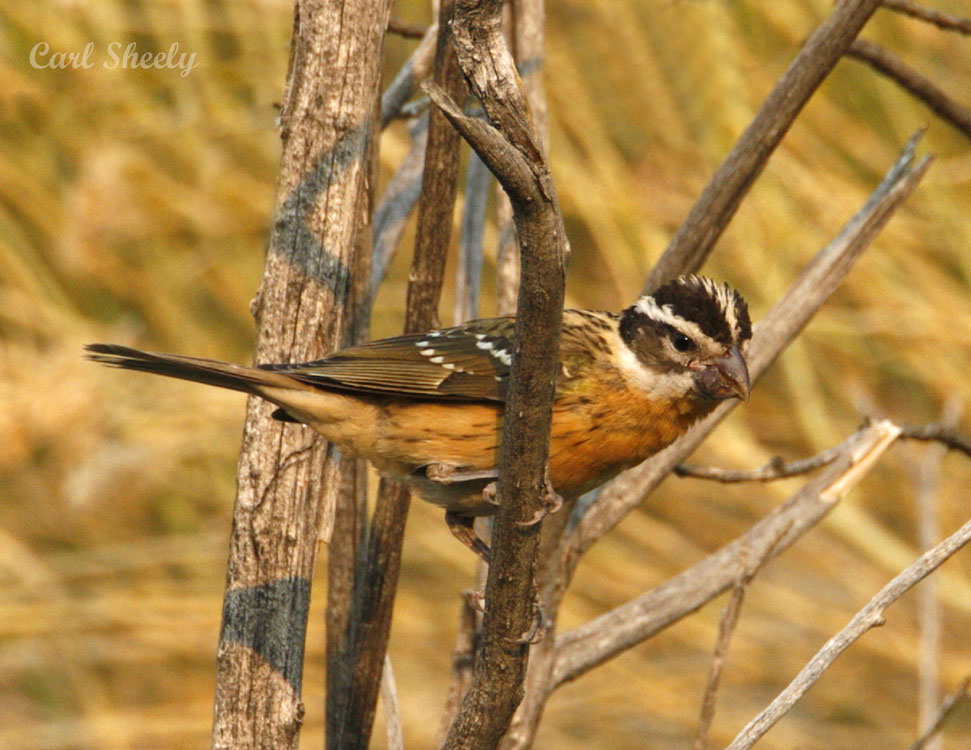 Black-headed Grosbeak-2