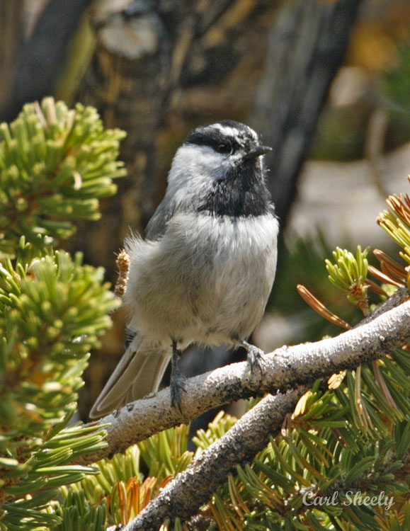 Mountain Chickadee-1