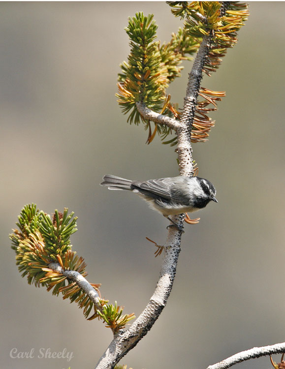 Mountain Chickadee-2