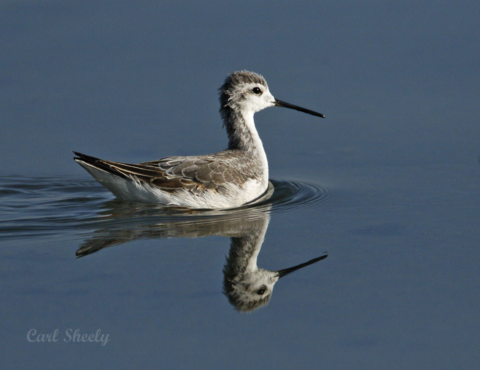 Wilsons Phalarope-2