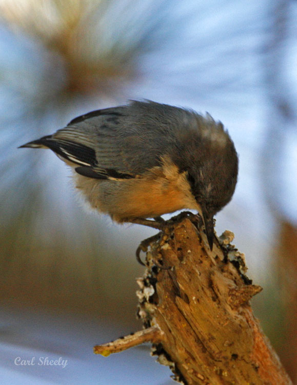 _MG_1783PigmyNuthatch.jpg