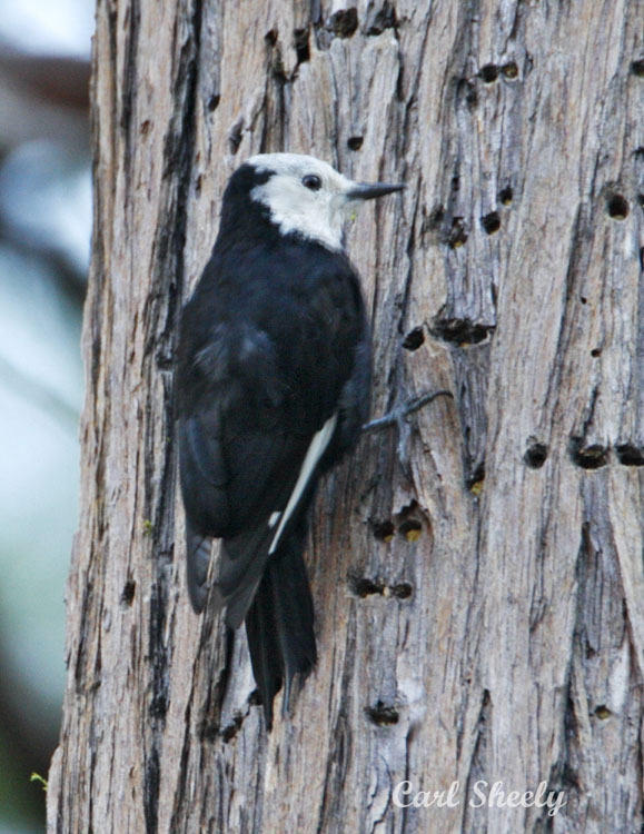 _MG_3078White-headed_f.jpg