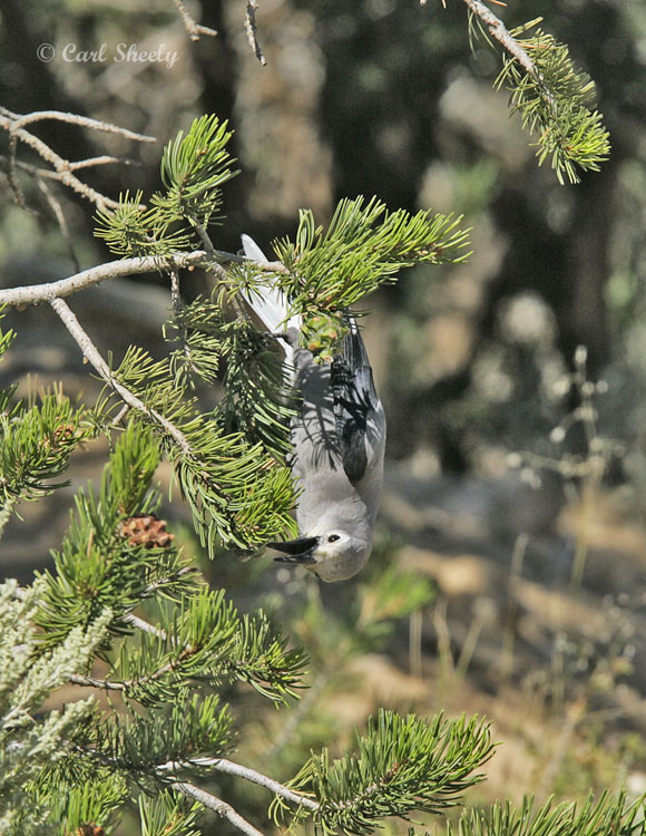 Clarks Nutcracker-4.jpg