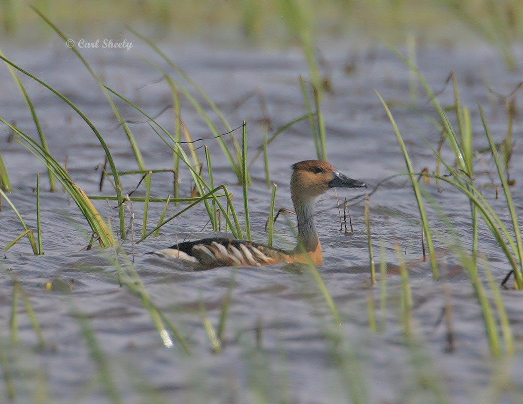 Fulvous Whistling-duck5421.jpg